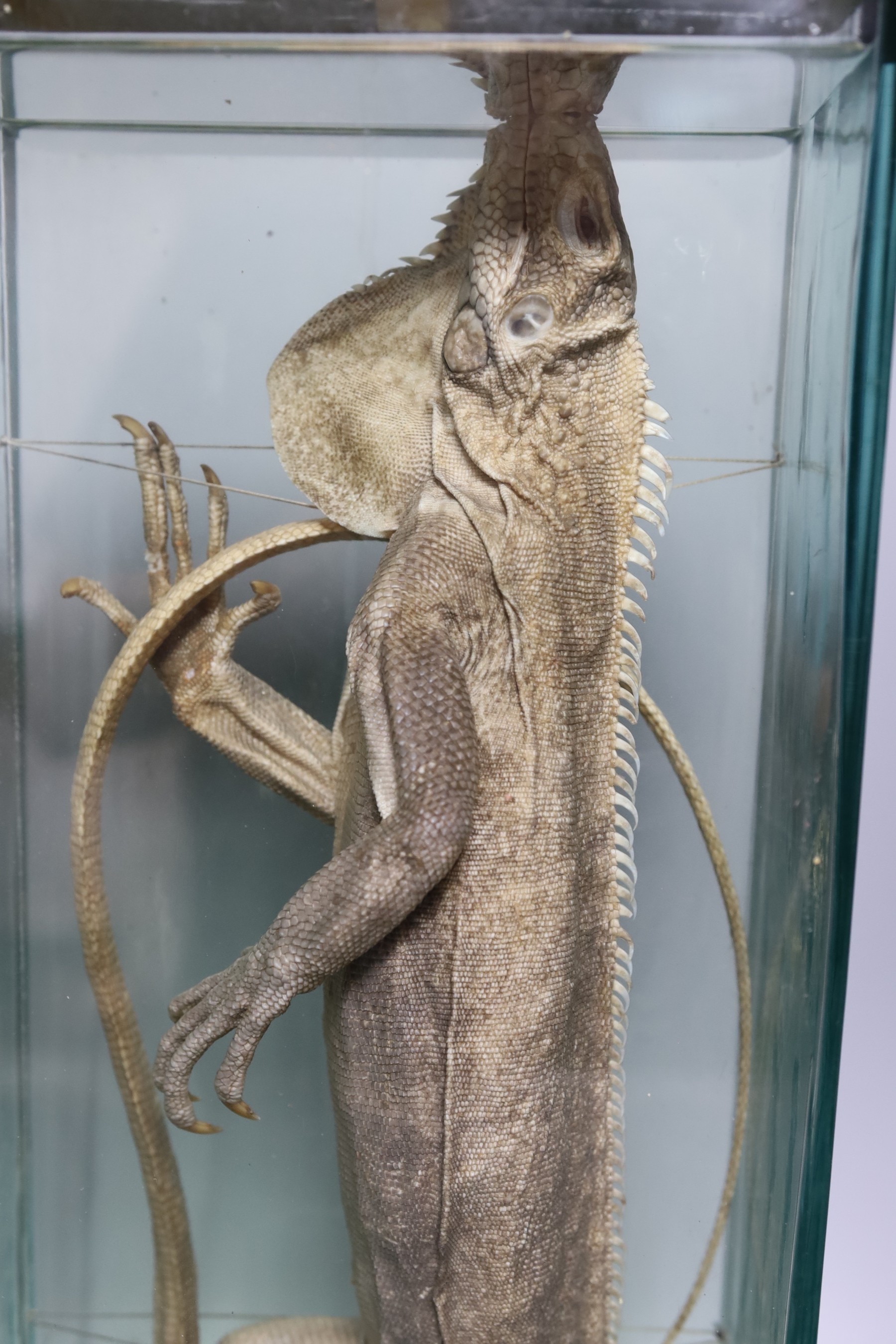 Wet specimens – an iguana and a bearded dragon in slab shaped glass jars, 46 cm high